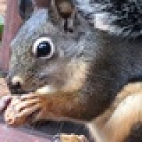 RVSquirrel
