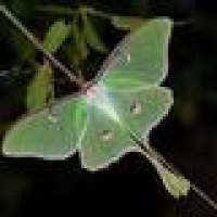 Andrea E.