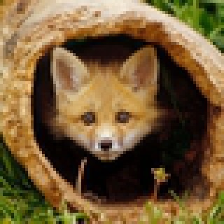 Foxelder