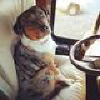 The Dog Is Driving