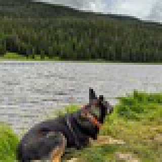 Rover_Rose