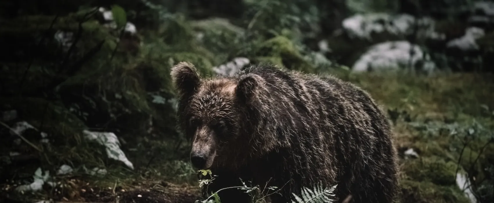 Y a-t-il des ours en Europe et sont-ils dangereux pour les campeurs ?