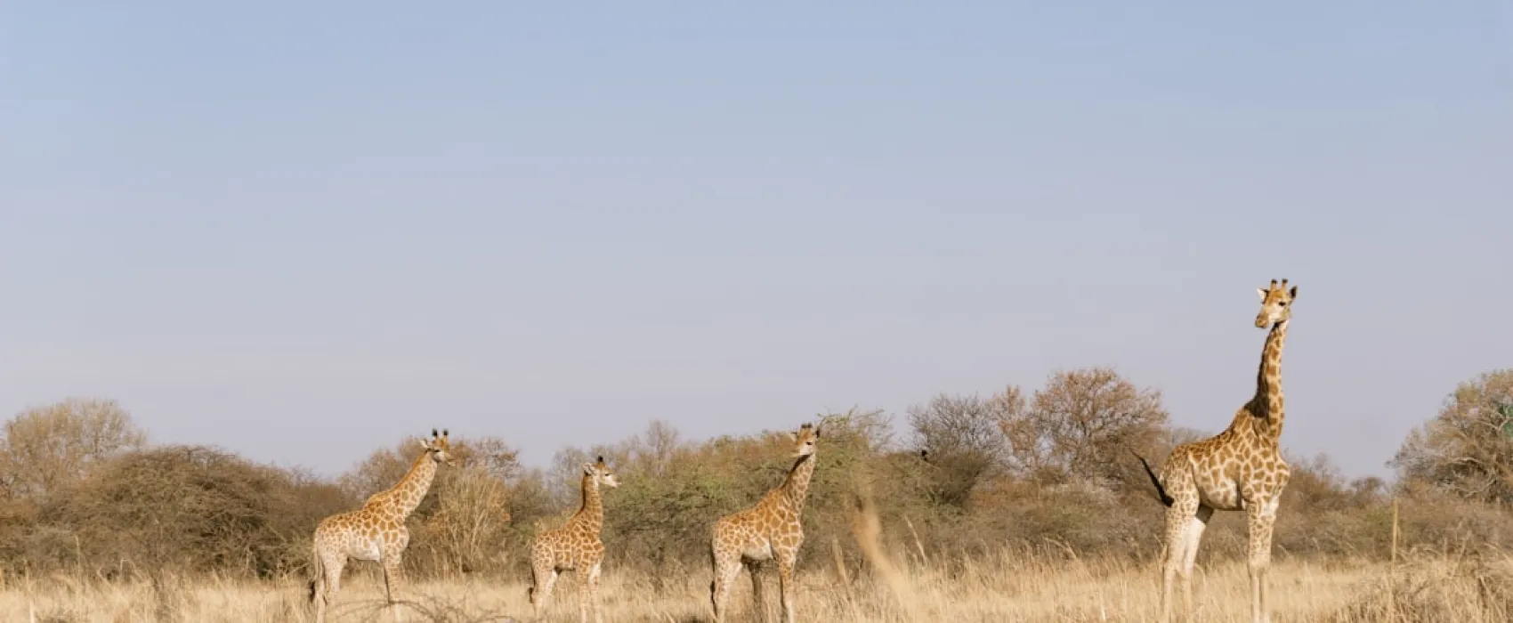 Kamperen in Gauteng, Zuid-Afrika