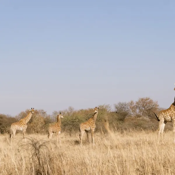 Kamperen in Gauteng, Zuid-Afrika