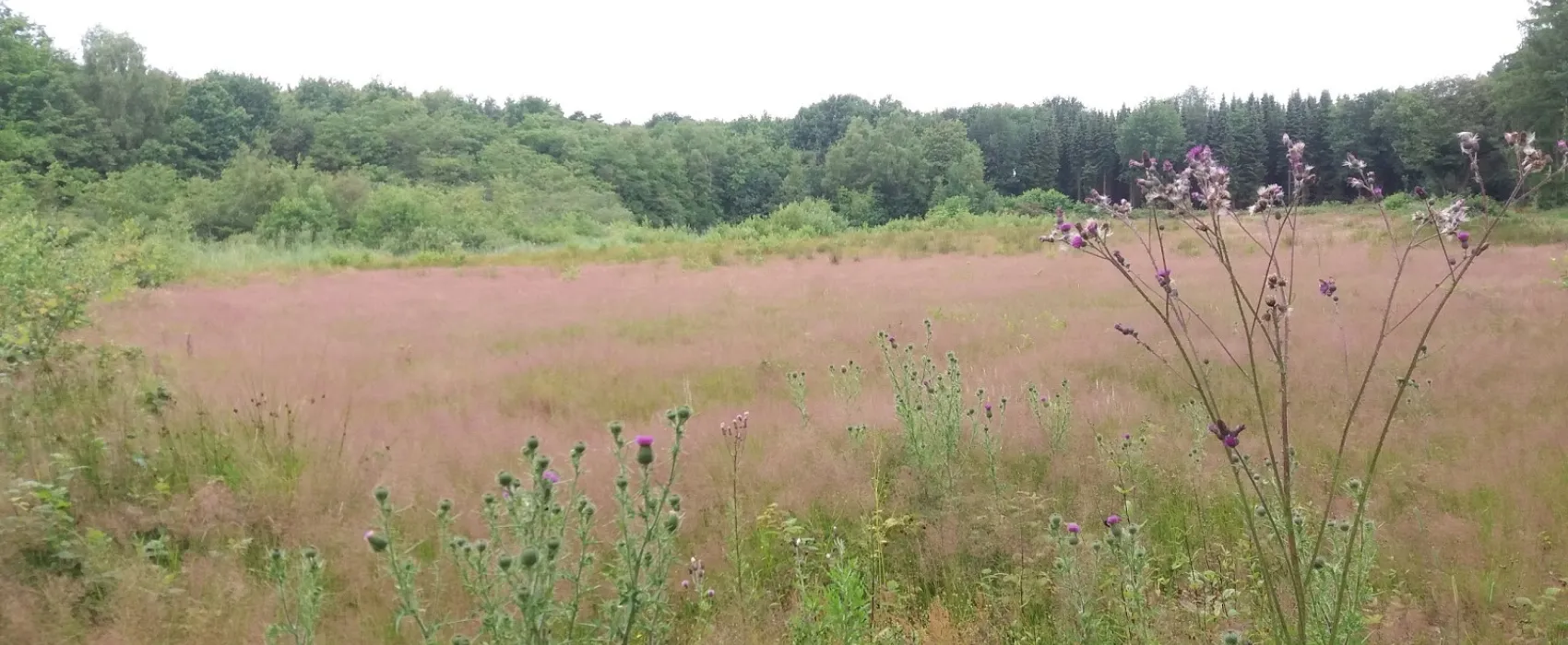 Natuurkampeerterrein De Meenthe