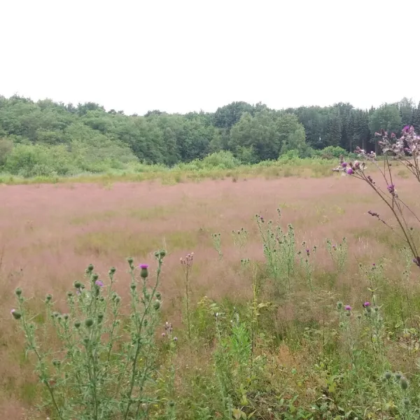 natuurkampeerterrein-de-meenthe-noordwolde-fr-mmyz4