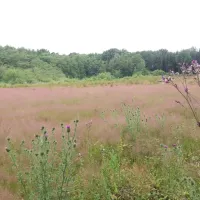 Natuurkampeerterrein De Meenthe