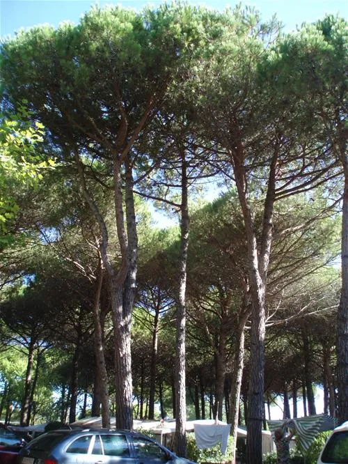 camping-village-al-boschetto-cavallino-zmtve
