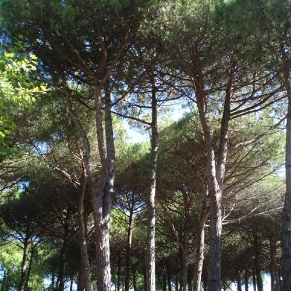 camping-village-al-boschetto-cavallino-zmtve