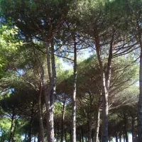 camping-village-al-boschetto-cavallino-zmtve