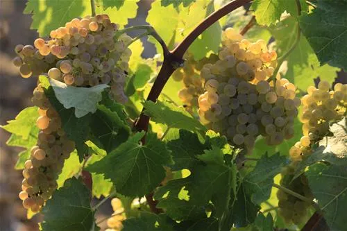 agriturismo-la-serra-del-pino-montescudaio-bnlcp