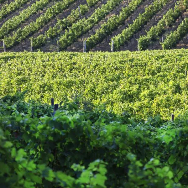 agriturismo-la-serra-del-pino-montescudaio-ewps6