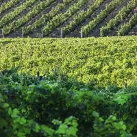 agriturismo-la-serra-del-pino-montescudaio-ewps6
