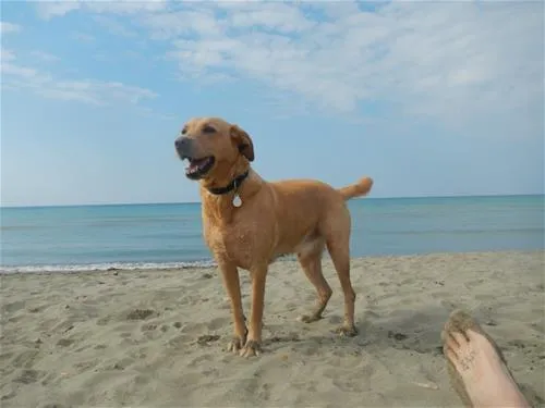 campeggio-le-marze-boschetto-holiday-marina-di-grosseto-htqjh