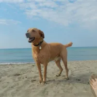 Campeggio Le Marze Boschetto Holiday