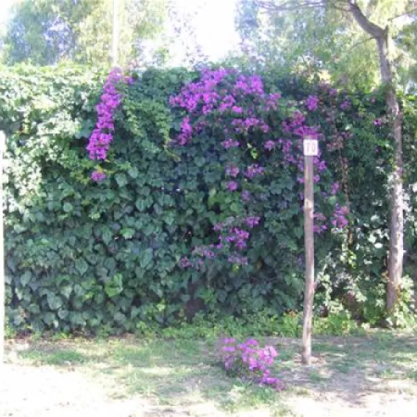 camping-villaggio-desiderio-paestum-xqmzo