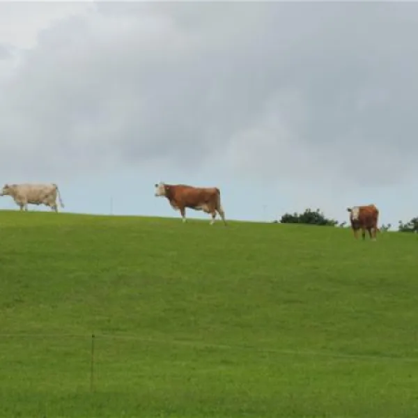 erlebnis-und-freizeitwelt-niedermooser-see-niedermoos-eqldk