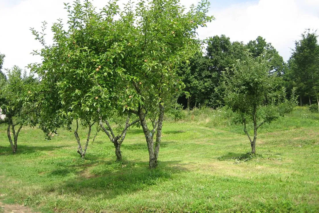 camping-a-la-ferme-domaine-de-la-pierre-percee-fouvent-le-bas-fjumf