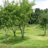 camping-a-la-ferme-domaine-de-la-pierre-percee-fouvent-le-bas-fjumf