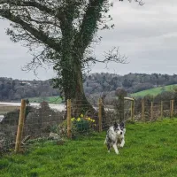higher-longford-caravan-camping-park-tavistock-cwclt