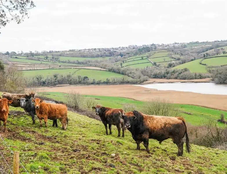 higher-longford-caravan-camping-park-tavistock-dgsgb