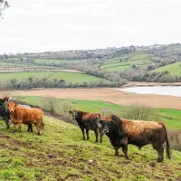 higher-longford-caravan-camping-park-tavistock-dgsgb