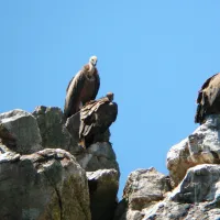 monfrague-malpartida-de-plasencia-xw83i