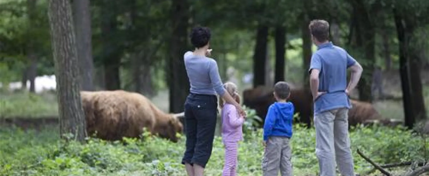 Camping De Ullingse Bergen