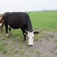boerderij-camping-de-appelhoek-wijdenes-6fzqc