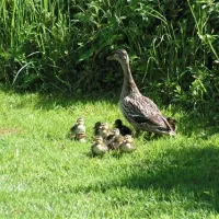 camping-batcombe-vale-shepton-mallet-kdlq4
