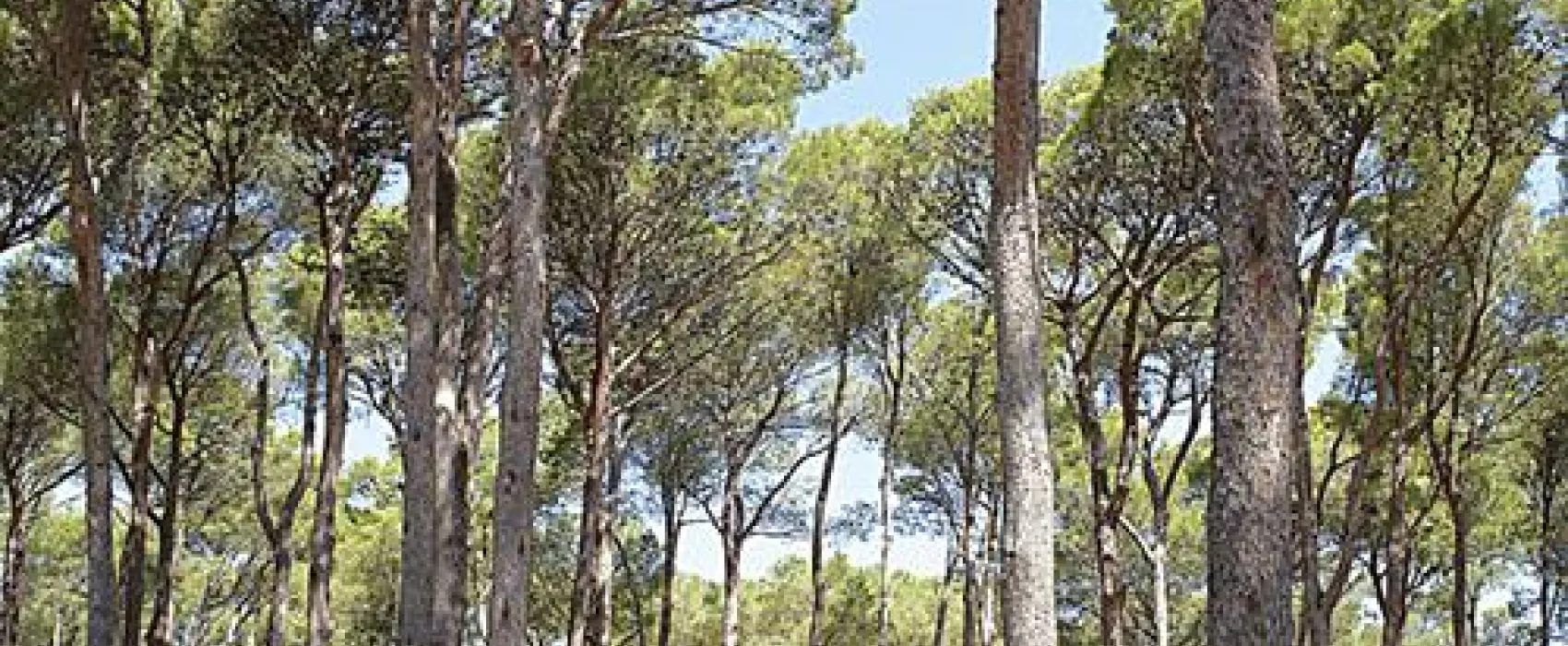 Camping Inter-pals