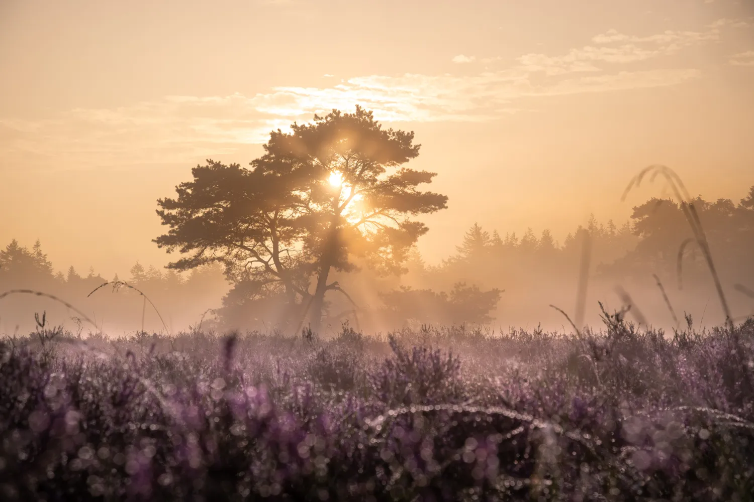 camping-de-hoogte-eesveen-v9yx7