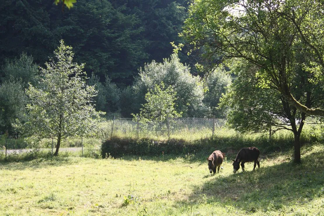 densborner-wassermuhle-densborn-kore8