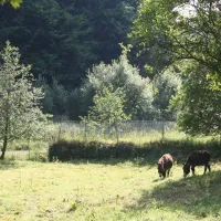 densborner-wassermuhle-densborn-kore8