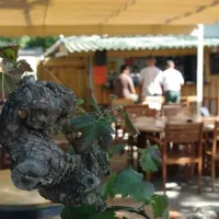 flower-camping-des-pins-soulac-sur-mer-rhq6q
