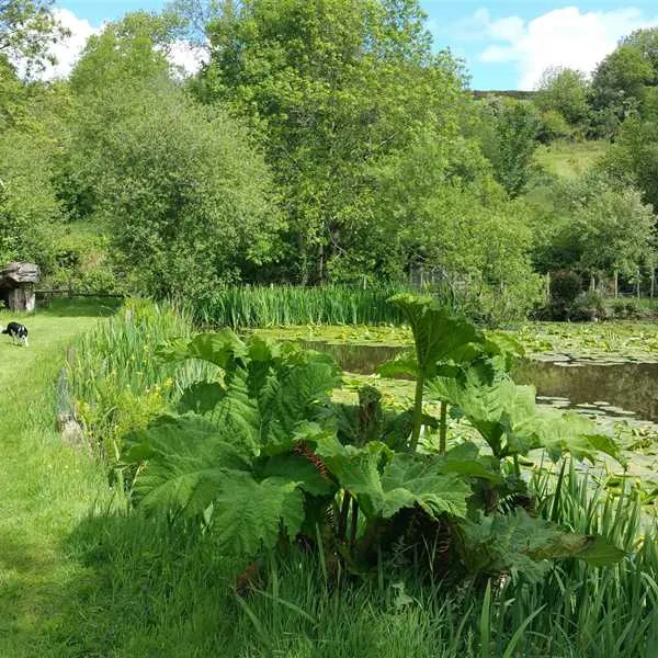 dolbryn-camping-and-caravanning-newcastle-emlyn-dbzlq
