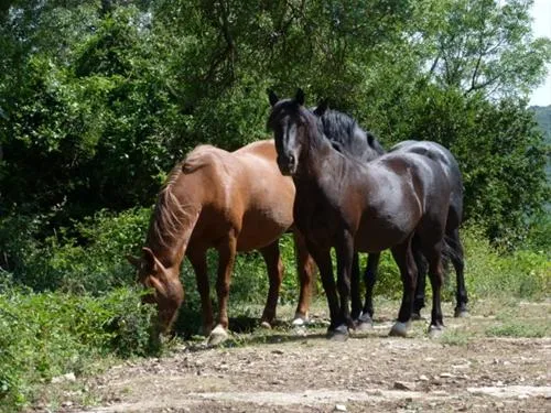 camping-naturistes-domaine-de-lambeyran-lodeve-xlbon