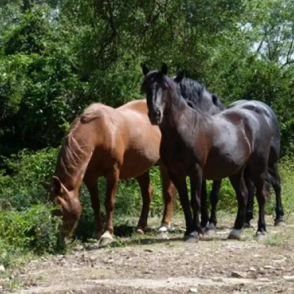 camping-naturistes-domaine-de-lambeyran-lodeve-xlbon
