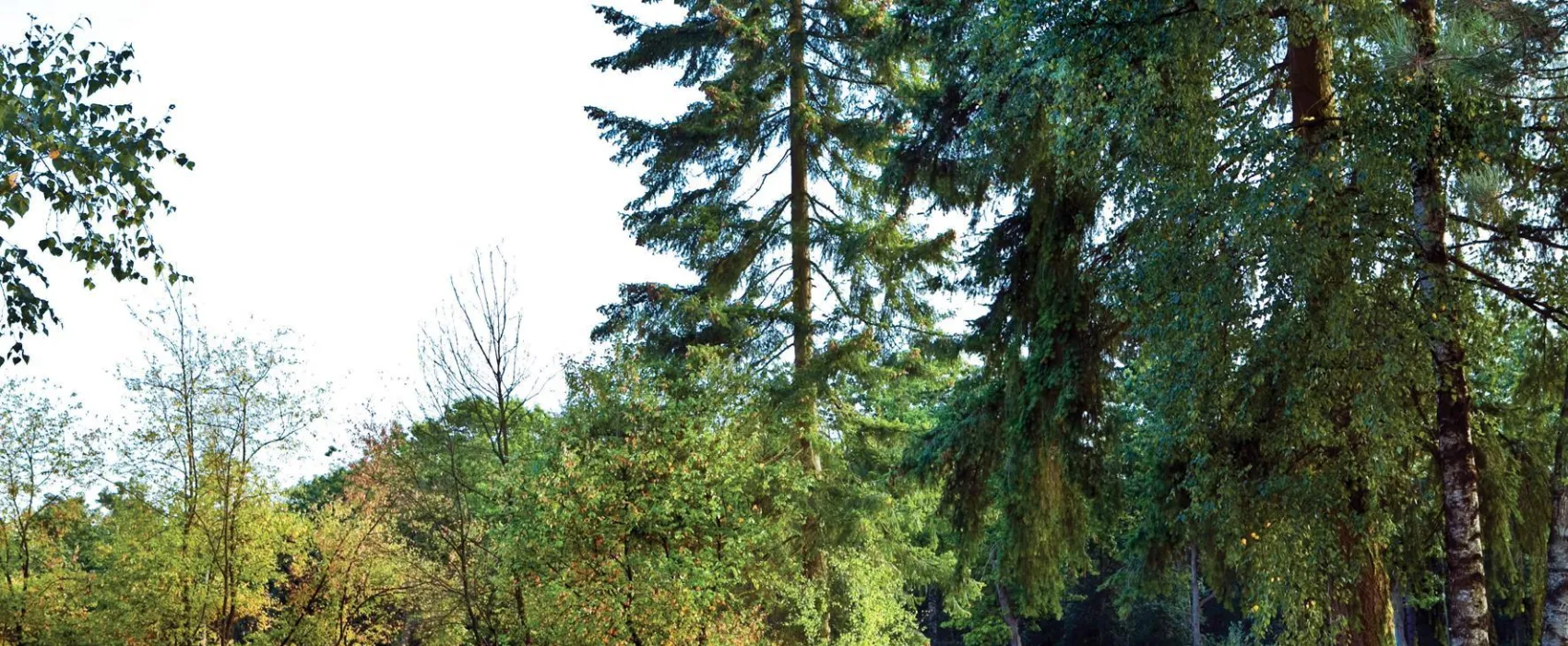 Het Leenderbos