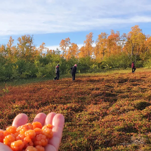 umfors-camping-hemavan-jbzkx