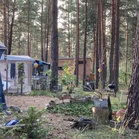 wald-und-naturcampingplatz-am-tonsee-sud-gross-koris-rufn1