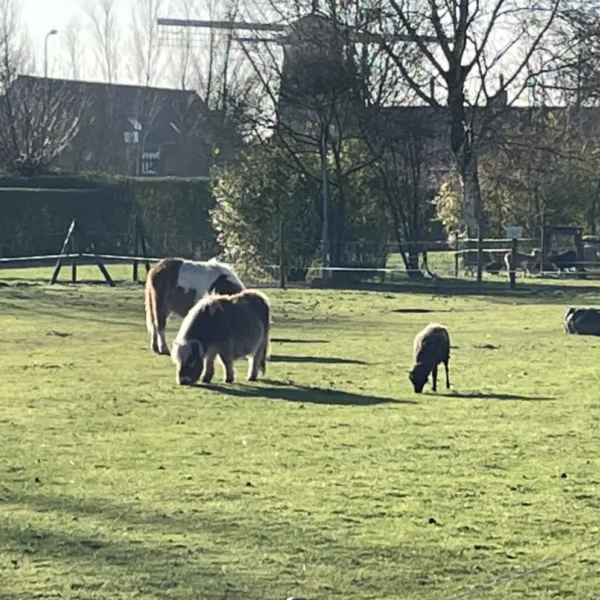 minicamping-de-catshoek-nieuwvliet-jciao
