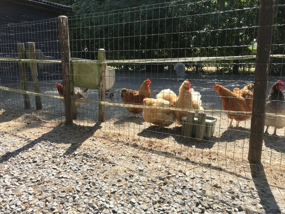 minicamping-de-catshoek-nieuwvliet-lcczl