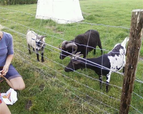 camping-elzenoord-vrouwenpolder-sfhns