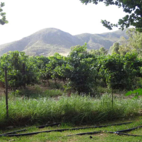 bonnievale-campsite-bonnievale-mglvk