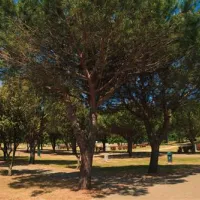 campingin-stella-maris-umag-umag-vvqjq