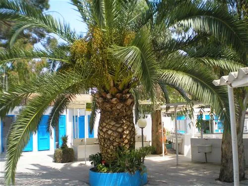 campeggio-la-mariposa-alghero-dbeyy