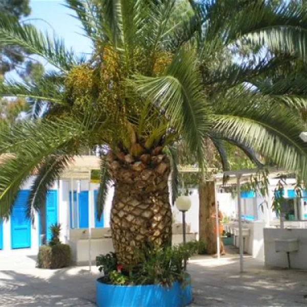 campeggio-la-mariposa-alghero-dbeyy