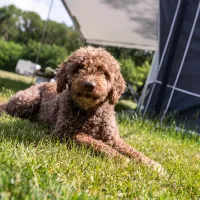 camping-siesan-balkbrug-xusgx