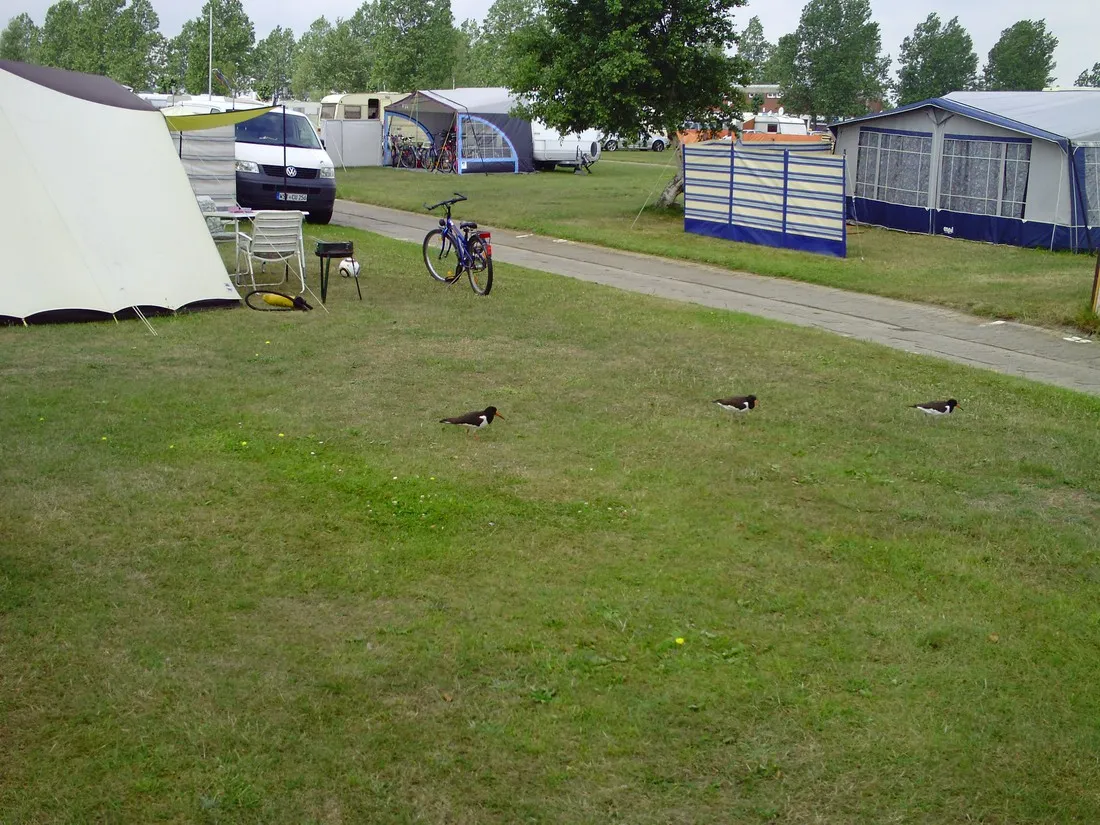 campingplatz-hooksiel-nordseekstenbadeort-hooksiel-cny48